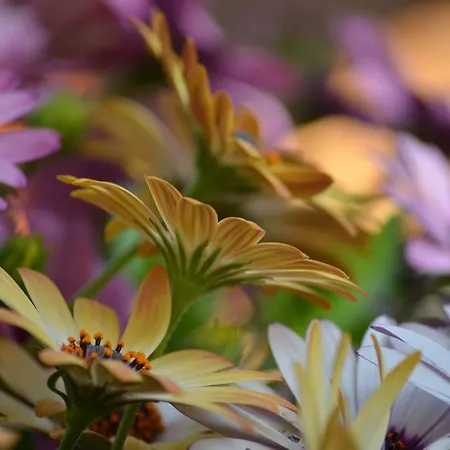 Mouria & 4* Epidaurus