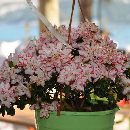 Mouria & Отель типа 