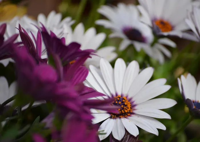 Mouria & Frühstückspension 4*