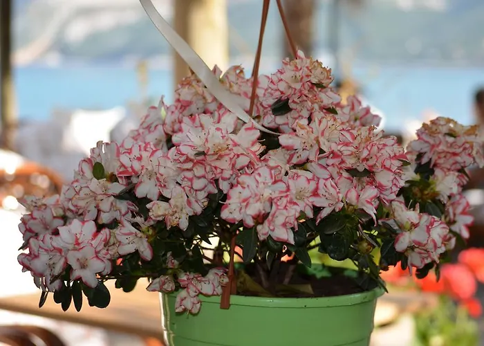 Mouria & Alojamento de Acomodação e Pequeno-almoço